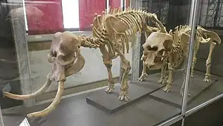 Skeletons in Milan Natural History Museum