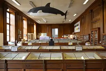 Palaeontology Gallery, Muséum d'Angers