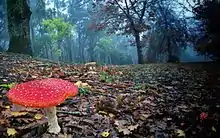 Amanita muscaria in Mount Lofty, South Australia