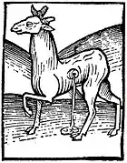 "Musk-cat", woodcut from Hortus Sanitatis, 1490