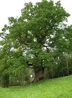 The Mustahamba oak in Mustahamba