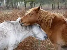 Mutual grooming in ponies.