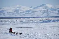 Sled dogs pulling a musher across snow with snow-covered mountains in background