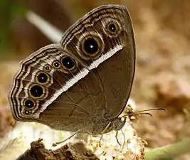 Ventral view