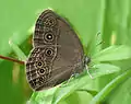 Wet-season form, Kerala