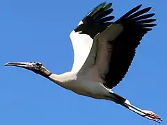 Wood stork