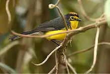 Spectacled redstart