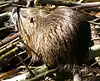 Myocastor coypus