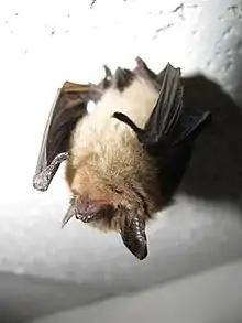 Myotis lucifugus