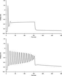 Potassium-aggravated myotonia is a rare genetic disorder that affects skeletal muscle