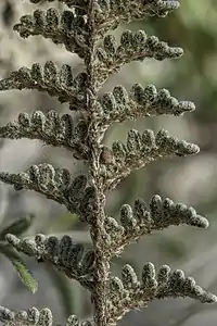 Underside of a grayish-green fern frond with reddish-brown axes, a mixture of narrow scales and hairs densely covering the axes and leaf tissue