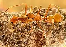 Mimic: Male M. plataleoides resembles one red weaver ant worker carrying another.