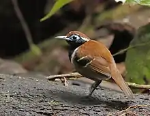 Ferruginous-backed antbird