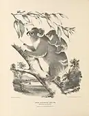 A black and white illustration of a koala in a tree with a baby on its back.