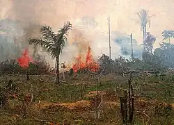 Deforestation in Brazil