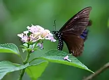 Blue striped mime(Papilio slateri)