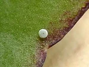 Egg