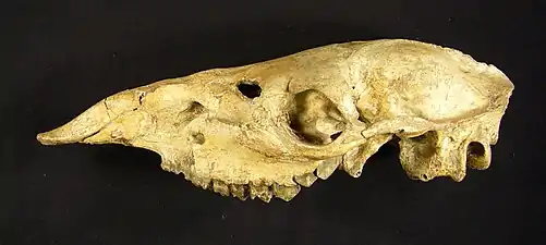 Procamelus skull