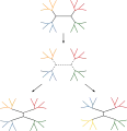 Nearest neighbor interchange (NNI)