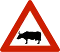 Animals for cattle