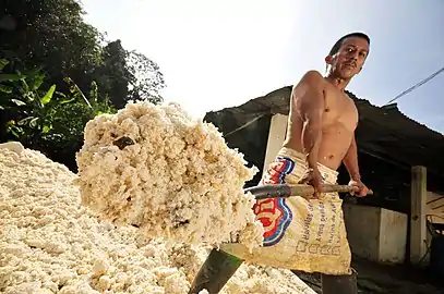 Cassava starch processing