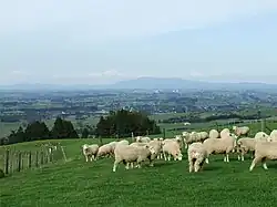 A view of Pirongia village, taken from the slopes of Mount Pirongia