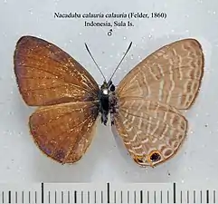 Museum specimen