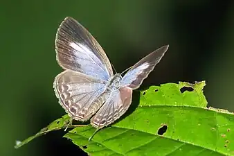 Dorsal view