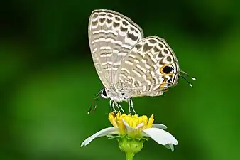 Ventral view