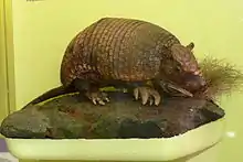 Brown armadillo