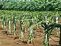 Plantation in Naozhou Island