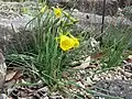 Flowers of Narcissus bulbocodium