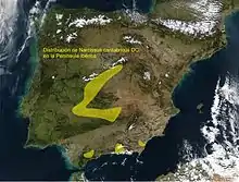 Distribution map of Narcissus cantabricus