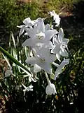 Flowers of Narcissus papyraceus