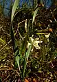 Narcissus tortifolius in Peñas Blancas Cartagena.