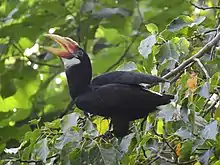 A bird, hornbill, sitting on a tree branch