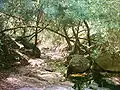 Ribeira dos Amiais, tributary of Alviela