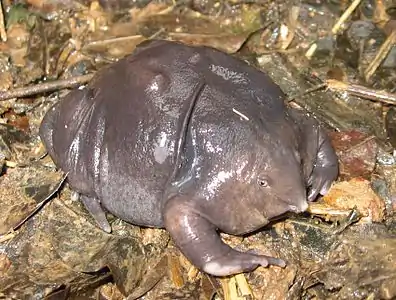 Purple frog