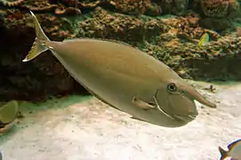 Whitemargin unicornfish, Naso annulatus