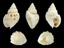 Nassarius (Plicarcularia) fissilabris