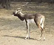 Blackbuck