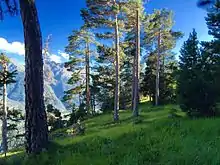 Image 7Preserved internal alpine forest and meadow, Vanoise National Park (from Alps)