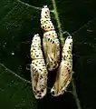 Pupae