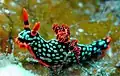 N. kubaryana with dot pattern at Lembeh, Indonesia