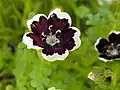 Nemophila menziesii 'Penny Black',  Rancho Santa Ana Botanic Garden