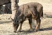 A photograph of a small, brownish goat-like animal with its head down feeding