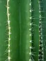 Spines