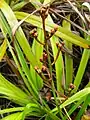 Inflorescence