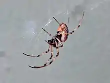 side view of female, Cairns