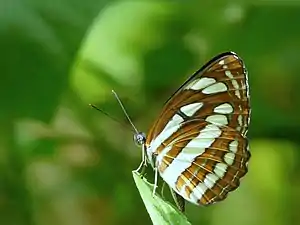 Ventral view